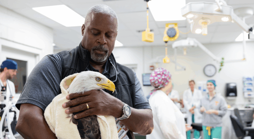 Dr. Mike Jones, professor emeritus, keeps Challenger calm while the surgical team prepares for his cataract surgery.