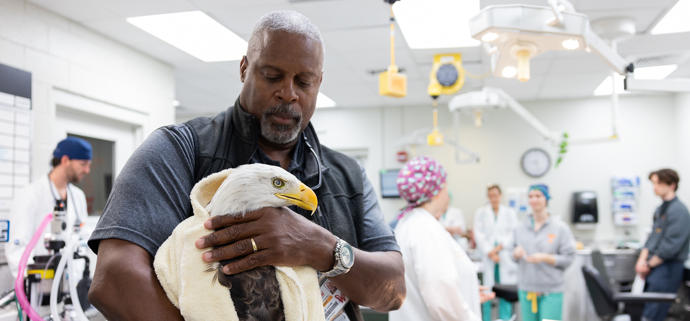 Dr. Mike Jones, professor emeritus, keeps Challenger calm while the surgical team prepares for his cataract surgery.