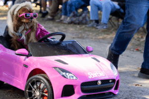 A small brown dog with a blond wig driving a pink barbie car.