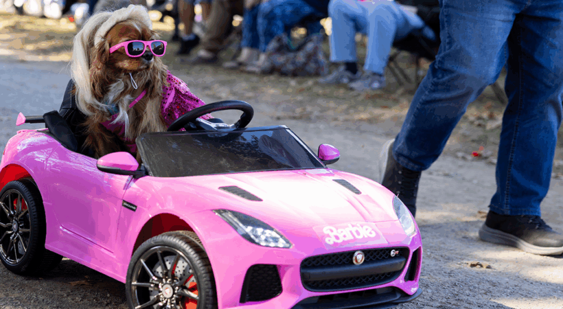 A small brown dog with a blond wig driving a pink barbie car.
