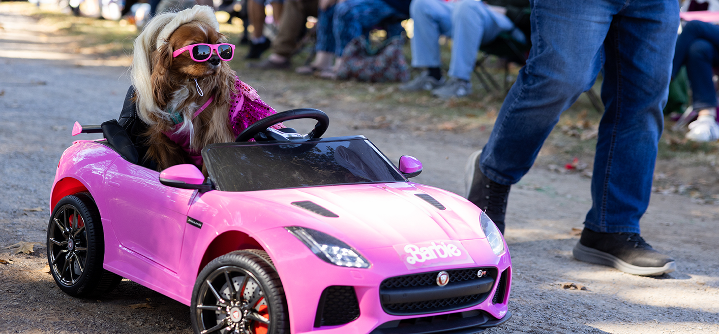 A small brown dog with a blond wig driving a pink barbie car.