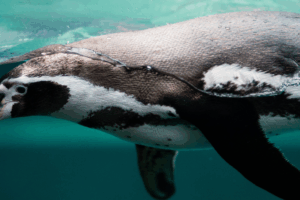 A Penguin in water in a feature image.