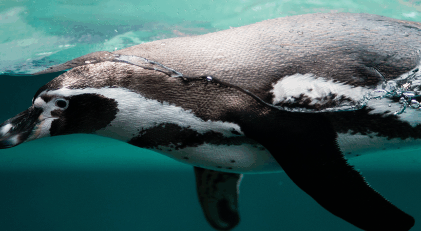 A Penguin in water in a feature image.
