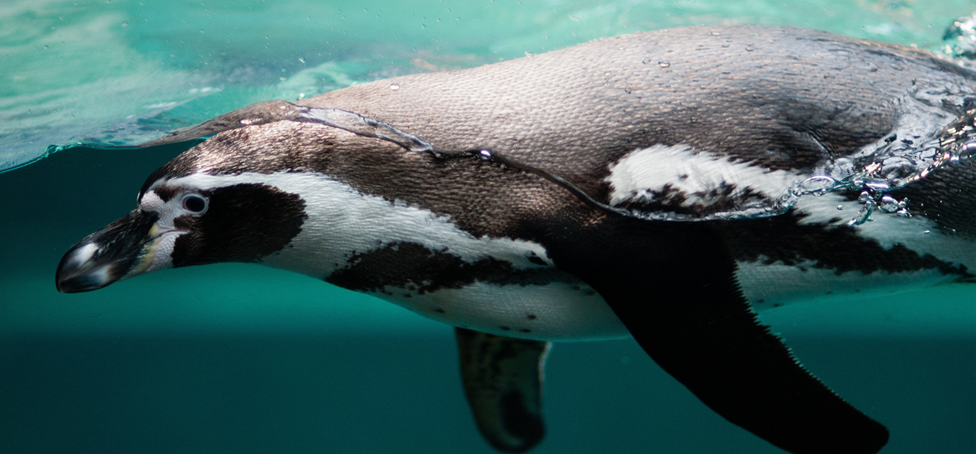 A Penguin in water in a feature image.