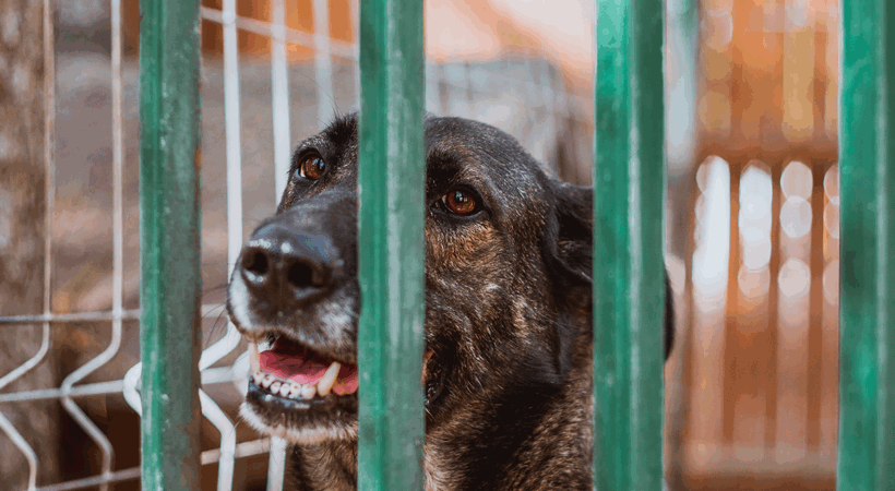 Brown dog in shelter behind green bars.