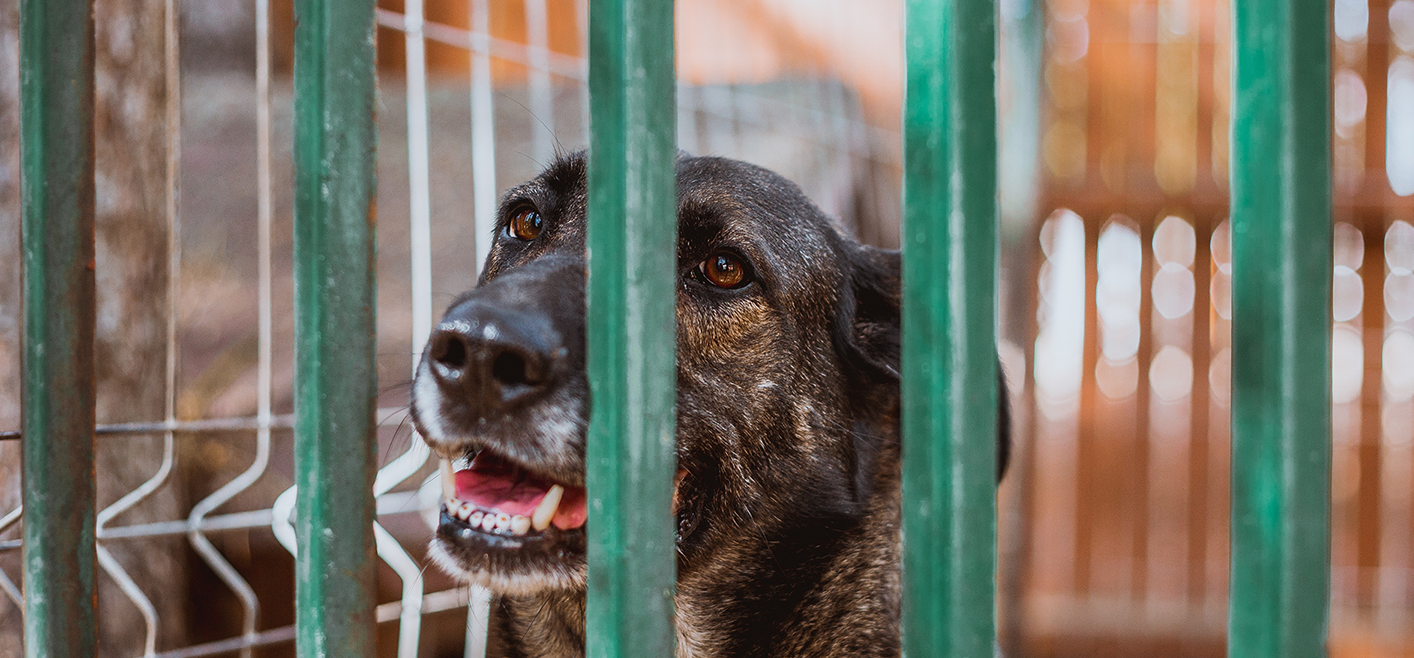Brown dog in shelter behind green bars.